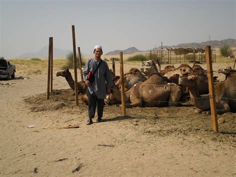 Ada banyak gambar burung elang mulai dari elang putih, elang jawa, hingga gambar kartun, animasi, hitam putih, rajawali emas, rajawali api, serta logo elang yang dicari. KAUSAR KREATIF: Kemanisan Umrah