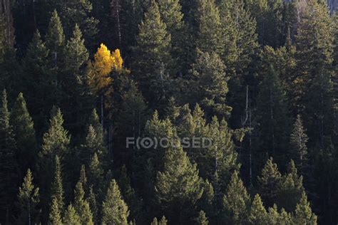 Yellow Tree Among Pine Trees — Nature Landscape Stock Photo 171495880