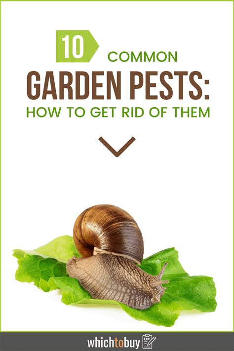 10 Common Garden Pests How To Get Rid Of Them And Have A Healthy