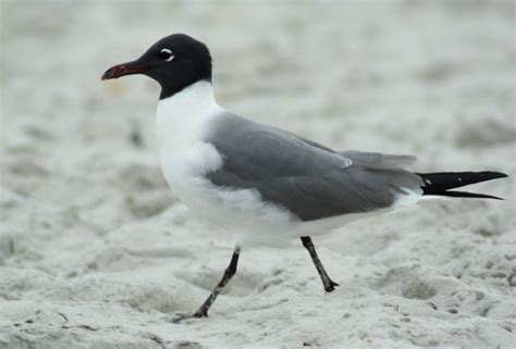 From wikipedia, the free encyclopedia. Black-headed seagull | Flickr - Photo Sharing!