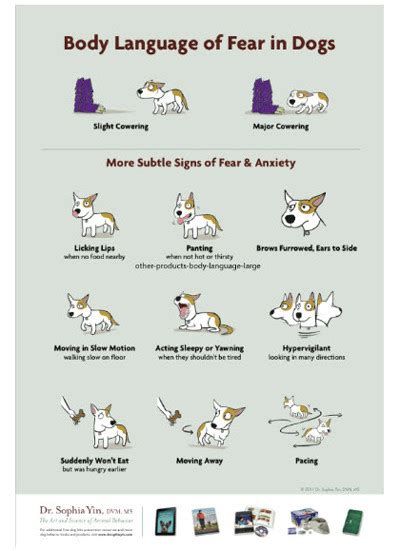 Body Language Of Fear In Dogs 100 Sheet Handout Dogwise