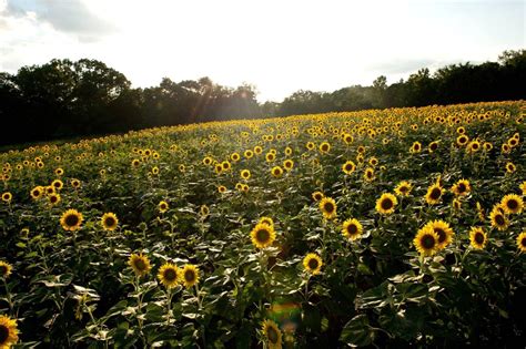 Acres Of Sunflowers Just To The Northwest Of Dc Washingtondc