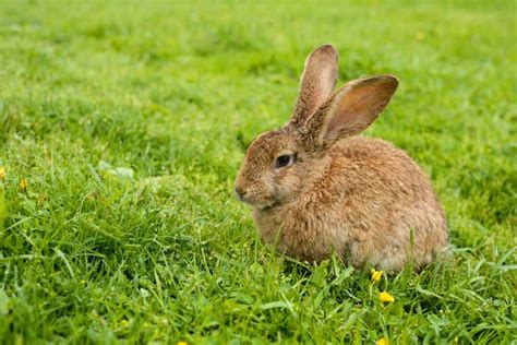 Why Do Rabbits Dig Holes In My Lawn - A Pictures Of Hole 2018