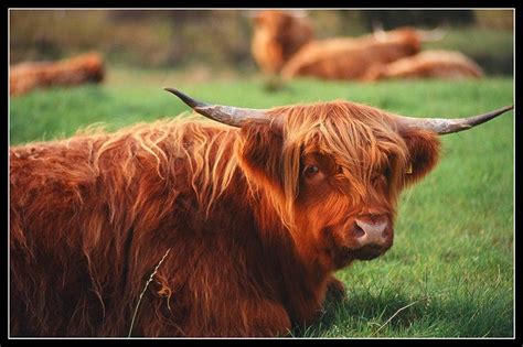 Scottish The Most Famous Scottish Animal A Photo From Highland