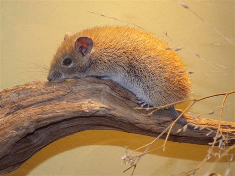 Golden Spiny Mouse Acomys Russatus At Zoologischer Garten Magdeburg