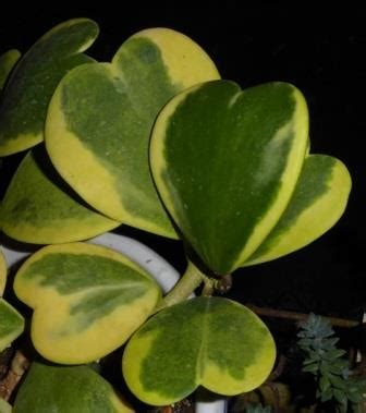 571 hoya lacunosa heart shape leaf (splash) 30. Variegated Heart Leaf Hoya, Wax Flower, Porcelain Flower ...