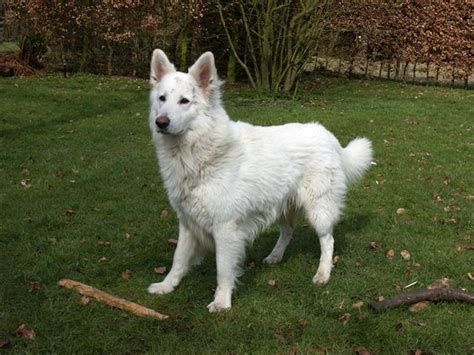 2023 American White Shepherd Dog Breed Complete Guide