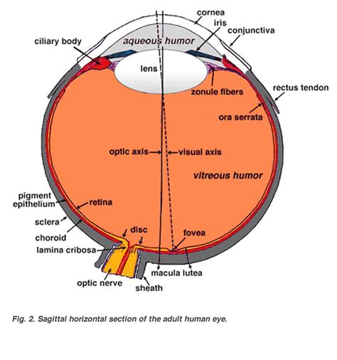 Gross Anatomy Of The Eye By Helga Kolb Webvision