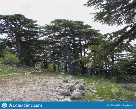 Arz Al Barouk Lebanon Cedars In Summer Season Stock Photo Image Of