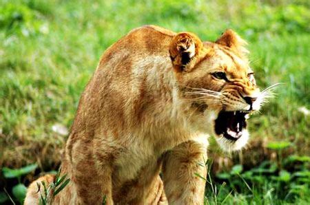 Lwica zagryzła w zoo człowieka WP Wiadomości