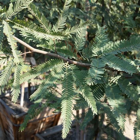 Prosopis Phoenix Thornless Mesquite Mid Valley Trees
