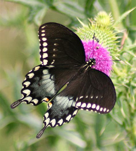Spicebush Swallowtail John Flannery Flickr