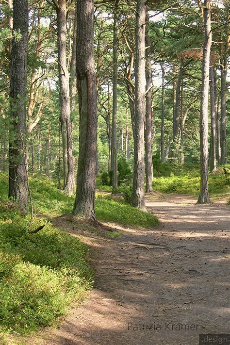 Darßer Wald · Forest Darß · August 2005 Patrizia Kramer Flickr