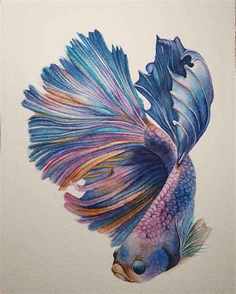 Betta Fish Rwatercolor