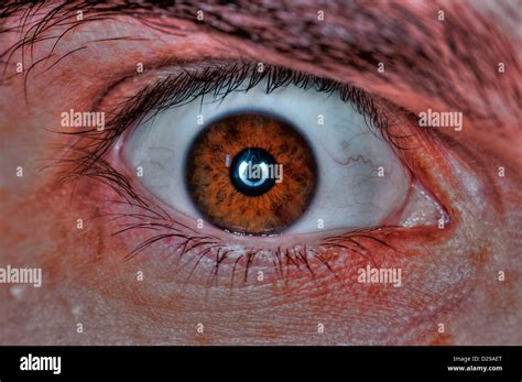 Extreme Closeup Of A Human Eye Brown Stock Photo Alamy