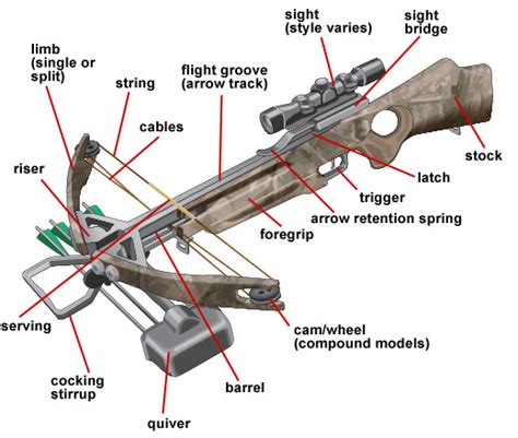 Parts Of A Crossbow Iowa Bowhunting License Study Guide For Online