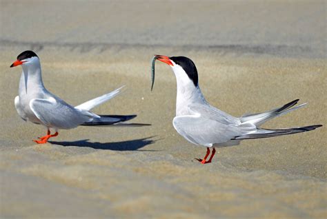 Common Tern Big Year Birding
