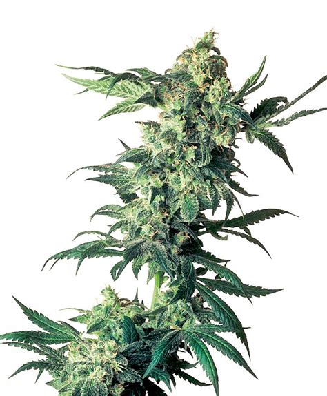 Northern light marijuana seeds reviews, comments and recommendation of cannabis seeds variety northern light. Northern Lights® Seeds - Sensi Seeds