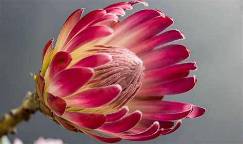 10 Fascinating Facts To Know About The Protea South Africas National