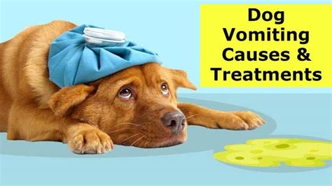 Vomiting In Dogs Causes And Treatments