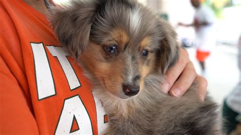 Petland Puppies Meet Friends At Wow Center Petland Florida