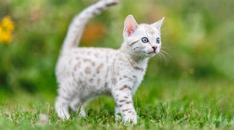 Snow Bengal Cat Breed Overview Traits Variations And More Love Your Cat