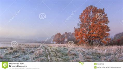 Herbstnaturlandschaft Mit Klarem Himmel Und Farbigem Baum Kalte Wiese