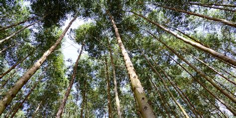 Also, many of the fastest growers are large trees. Top Fast Growing Trees For Your Garden - Garden Trees UK