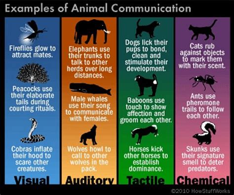 What Is A Duet And How Do Animals Use Them To Communicate Quora