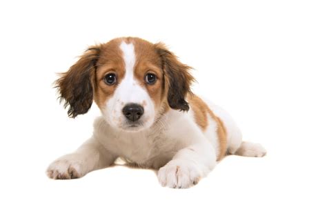 Kooikerhondje Dog Breed Guide Info Pictures Care And More Pet Keen