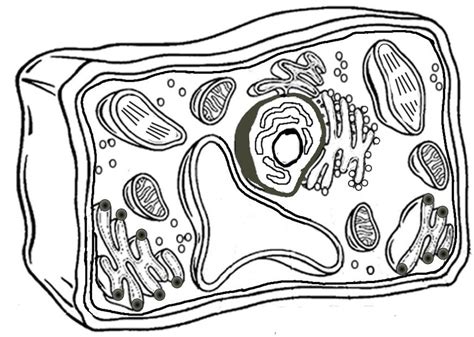 CÃ©lula Animal Y CÃ©lula Vegetal Coloju