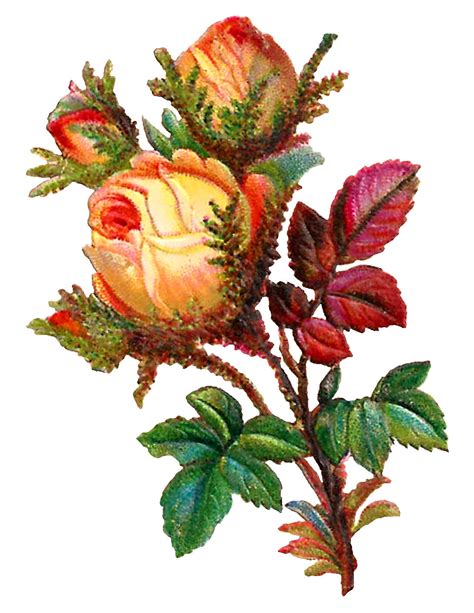 Antique Images Stock Yellow Rose Digital Flower Clip Art Scrapbooking
