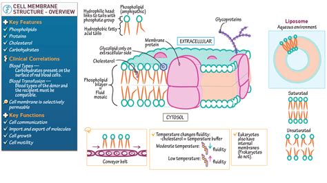 Cell Biology Membrane Structure Overview Ditki Medical And Biological