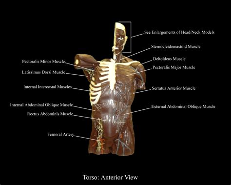 Muscles Of The Torso Model Anterior And Posterior Vie