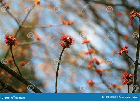 Magical Nature Spring Blooming Buds Flora Flowers Tree Branch Purity
