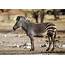 Equus Zebra  Animal Library Wikia Fandom