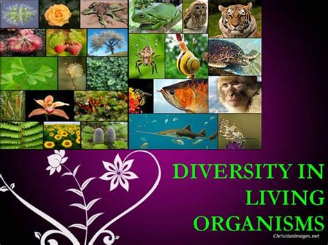 Diversity In Living Organisms Authorstream