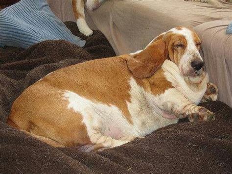 8 Best Images About Fat Dogs On Pinterest Sausage Dogs