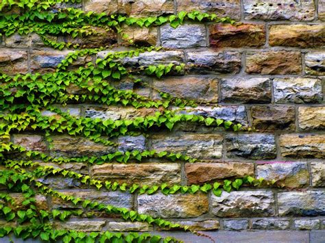 Rock Wall Ivy Wall Landscaping With Rocks Garden