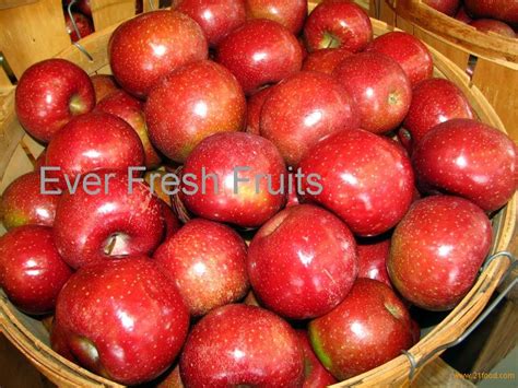 Fresh Fuji Apples Fruitunited States Fuji Apples Price Supplier 21food