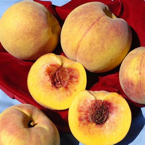 An exceptionally hardy, medium to large peach with produces well in our colder climate. Carnival Peach Tree (Semi-dwarf) | Peach trees, Planting ...