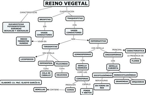 Reino Vegetal Mapa Conceptual Tesmapa 6 Otosection