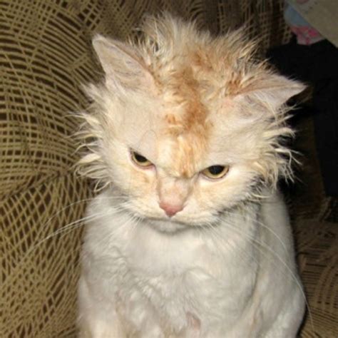 That Is One Angry Cat Funny Cat Pictures Funny Animals Animals