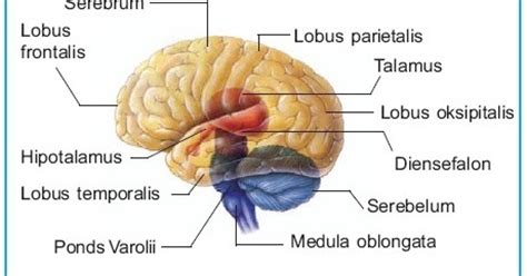 Fungsi Otak Manusia : Struktur Anatomi Bagian