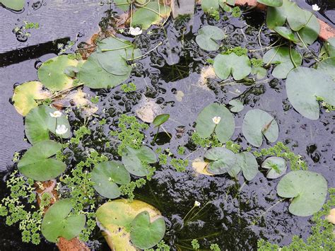 The Guide To Native And Invasive Aquatic Plants And Weeds