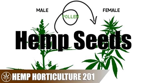 How Hemp Seeds Are Created Obtained And Stored Higherhealthcbd