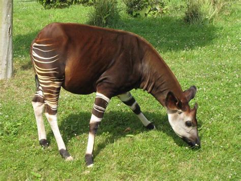 A Male Okapi Okapia Johnstoni With Horns Grazing The Okapis Are