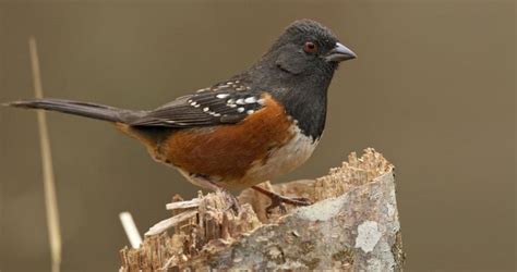 Spotted Towhee Identification All About Birds Cornell Lab Of