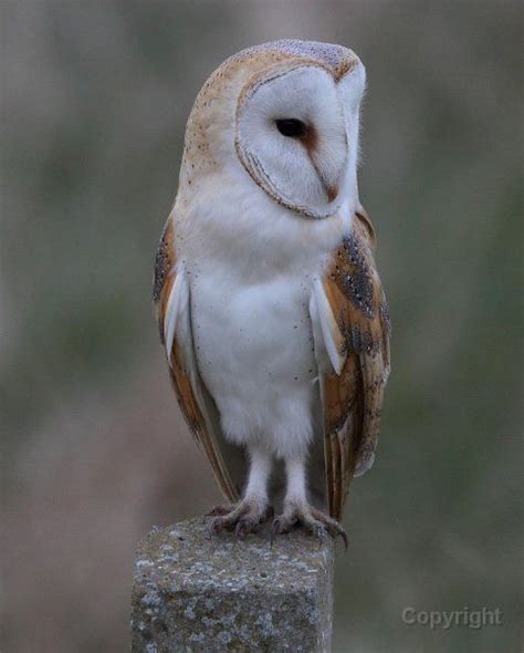 In addition, it is unique from the other typical owls in that it is the only species in its family. Barn Owl. Tiny, turned-out feet. | Barn owl, Owl, Barn