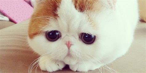 A Cat Named Snoopybabe Exists And Hes Adorable Photos Huffpost